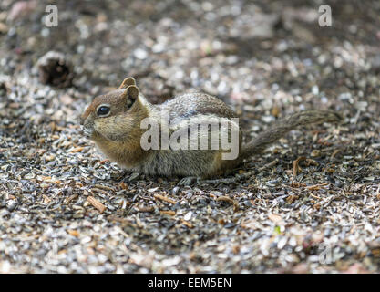 Scoiattolo striado orientale (tamias striatus), Colorado, Stati Uniti Foto Stock