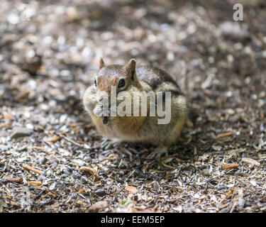 Scoiattolo striado orientale (tamias striatus), Colorado, Stati Uniti Foto Stock