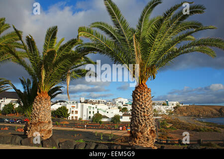 Isola Canarie palme da dattero (Phoenix canariensis), Paseo Maritimo beach promenade, white hotel e complesso di appartamenti, Las Coloradas Foto Stock