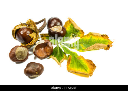 Più maturi frutti di castagne , con foglie di castagno , isolato su bianco Foto Stock