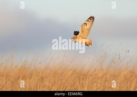 Breve Eared Owl battenti su terreni erbosi Gloucestershire Foto Stock