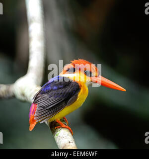 Colorati uccelli Kingfisher, nero-backed Kingfisher (Ceyx erithacus), Profilo laterale Foto Stock