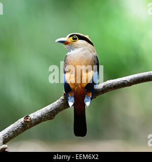 Bellissima femmina in argento-breasted Broadbill (Serilophus lunatus), nella stagione di alimentazione, profilo posteriore Foto Stock