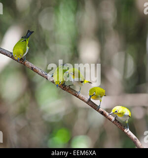 Gruppo di Oriental bianco-eye (Zosterops palpebrosus), appollaiato su un ramo Foto Stock