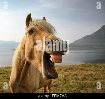 Ritratto di un cavallo islandese che ride, Eskifjordur, Islanda Foto Stock