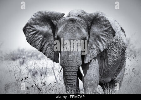 La Namibia, il Parco Nazionale di Etosha, Ritratto di elefante africano a Savannah Foto Stock