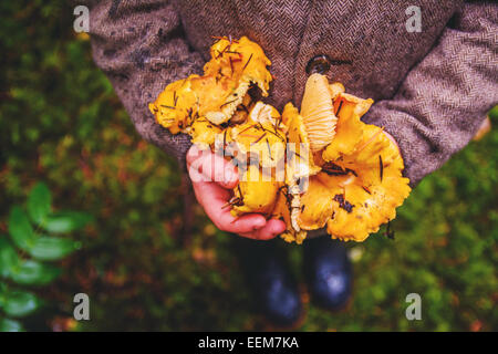 Vista dall'alto di un ragazzo che tiene, funghi chanterelle appena raccolti, Stati Uniti Foto Stock