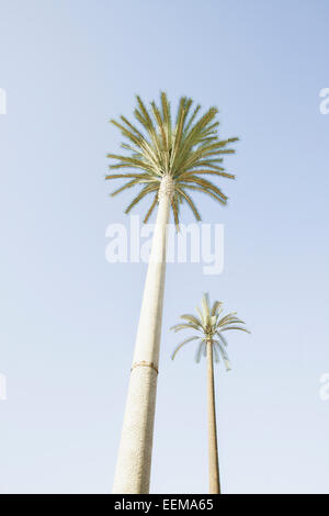 Basso angolo di vista palme sotto il cielo blu Foto Stock