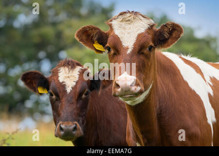 Close up di vacche in campo Foto Stock