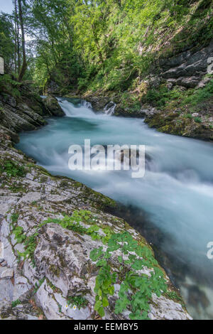 Vista offuscata di rocky creek in foresta Foto Stock