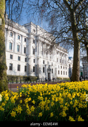 HM Treasury edificio con narcisi in St James Park in primo piano nella primavera primavera Westminster Londra Inghilterra REGNO UNITO Foto Stock