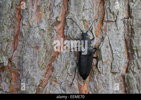 Carpenter longhorn, dalle lunghe corna beetle, femmina, Mulmbock, Zimmerbock, Weibchen, Ergates faber Foto Stock