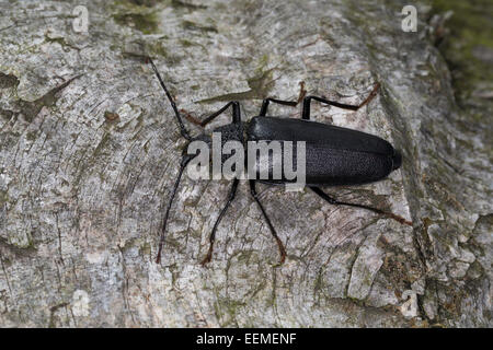 Carpenter longhorn, dalle lunghe corna beetle, femmina, Mulmbock, Zimmerbock, Weibchen, Ergates faber Foto Stock