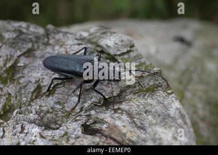 Carpenter longhorn, dalle lunghe corna beetle, femmina, Mulmbock, Zimmerbock, Weibchen, Ergates faber Foto Stock