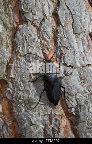 Carpenter longhorn, dalle lunghe corna beetle, femmina, Mulmbock, Zimmerbock, Weibchen, Ergates faber Foto Stock