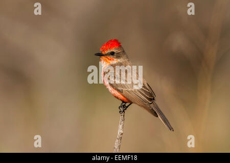 Vermiglio Flycatcher Pyrocephalus rubinus stato Catalina Park, Tucson, Arizona, Stati Uniti 10 marzo del primo anno maschio Foto Stock