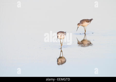 Due Marsh Sandpiper (Tringa stagnatilis) rovistando in acque poco profonde. Pak Thale. Thailandia. Foto Stock