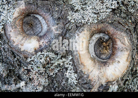 I licheni su un silber birch in Norvegia Foto Stock