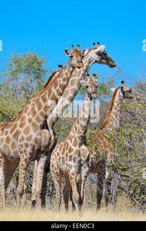 Giraffe (Giraffa camelopardalis), adulti, giovani e bambini, in erba secca, il Parco Nazionale di Etosha, Namibia, Africa Foto Stock