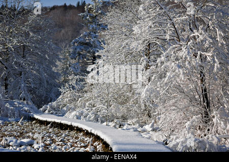 Innevato passerella in legno nel mezzo di boschi d'inverno. Foto Stock