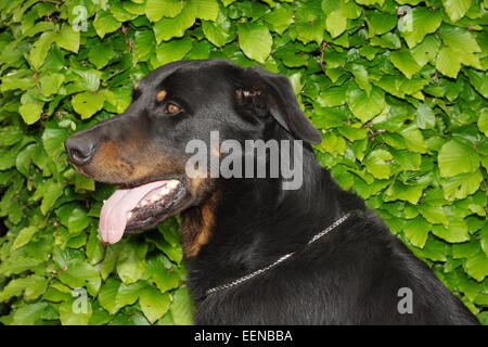 Beauceron Ruede 4 Jahre ritratto vor einer Hecke Foto Stock