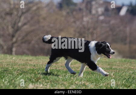 Junger Border Collie rennt seitlich über die Wiese Foto Stock