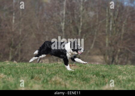 Junger Border Collie rennt seitlich über die Wiese Foto Stock