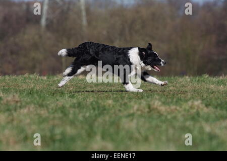 Junger Border Collie rennt seitlich über die Wiese Foto Stock