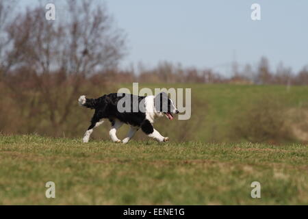 Junger Border Collie rennt seitlich über die Wiese Foto Stock