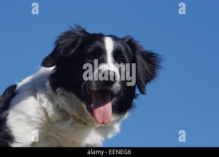 Border Collie ritratto am blauen Himmel Foto Stock