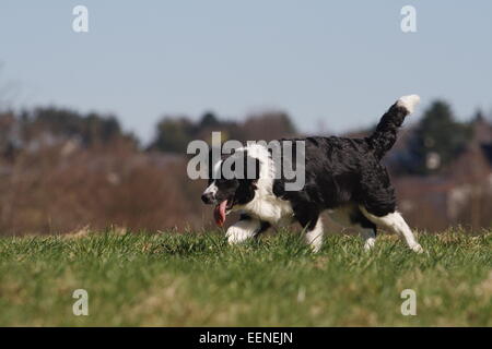 Junger Border Collie rennt seitlich über die Wiese Foto Stock