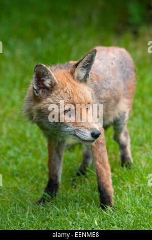 Wild fox colpiti dalla rogna sarcoptic, Hastings East Sussex, Regno Unito Foto Stock