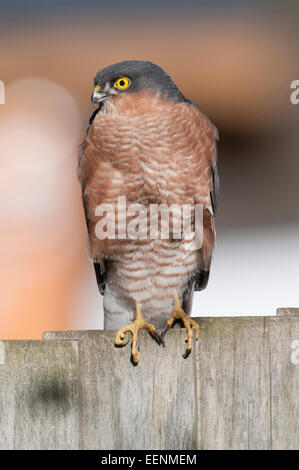 Un maschio di sparviero posatoi su un giardino recinto mentre è in corso la ricerca di preda, Hastings, East Sussex, Regno Unito Foto Stock