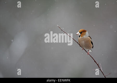 Hawfinch, Coccothraustes coccothraustes, appollaiato sul ramo sottile nella neve Foto Stock