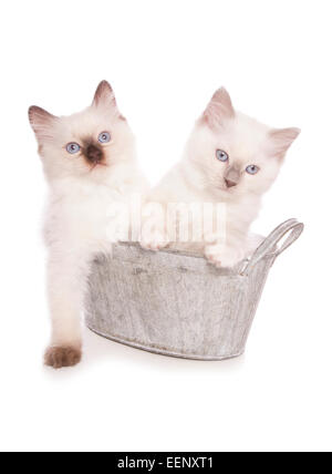 Due gattini Ragdoll in una vasca da bagno studio ritaglio Foto Stock