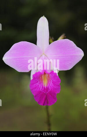 Bamboo Orchid Arundina graminifolia Foto Stock