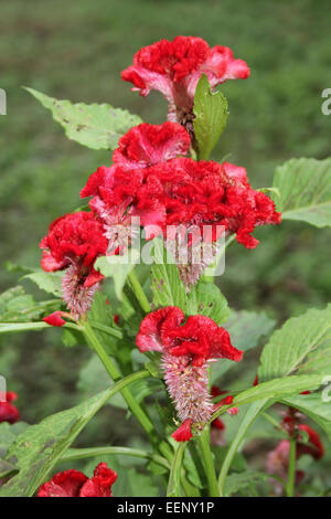 Celosia cristata " Red Velvet' comunemente conosciuta come la cresta di gallo o Woolflower Foto Stock