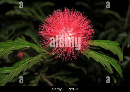 Calliandra belizensis comunemente noto come polvere-puff impianto e fairy duster Foto Stock