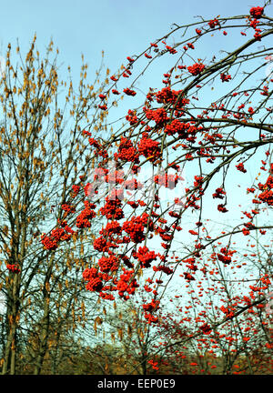 Rosso grande rowan bacche fotografato vicino fino Foto Stock