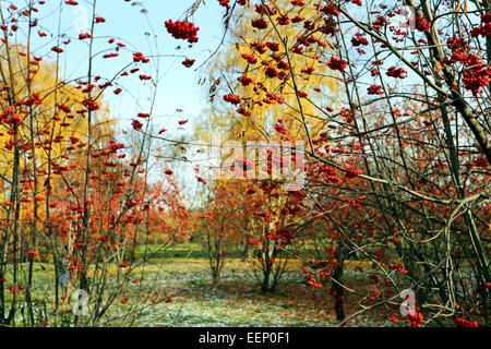 Rosso grande rowan bacche fotografato vicino fino Foto Stock