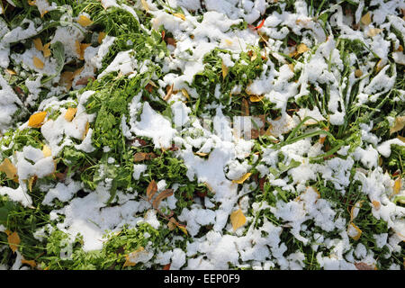 Prato verde erba ricoperta con un sottile strato di neve Foto Stock