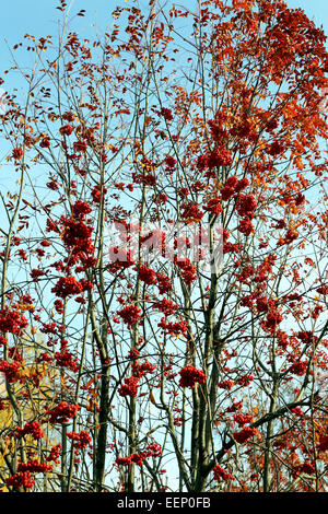 Rosso grande rowan bacche fotografato vicino fino Foto Stock