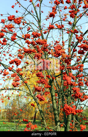 Rosso grande rowan bacche fotografato vicino fino Foto Stock