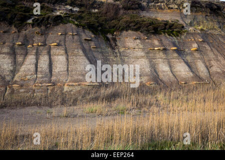 Scogliere a testa Hengistbury, Dorset Dicembre 2014 Foto Stock