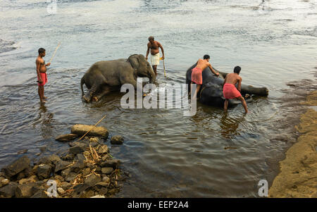 Formatori bagnarsi i giovani elefanti all'alba nel fiume nei pressi del Periyar Ernakulum, Kerala, India. Foto Stock
