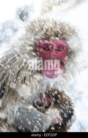 Una madre neve frizioni di scimmia il suo bambino al Jigokudani monkey park nella Prefettura di Nagano, Giappone. Foto Stock