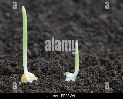 Close up di germinazione di mais sul suolo fertile Foto Stock