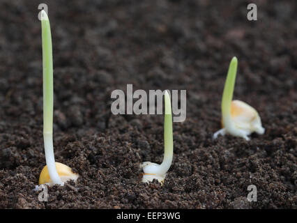 Close up di germinazione di mais sul suolo fertile Foto Stock