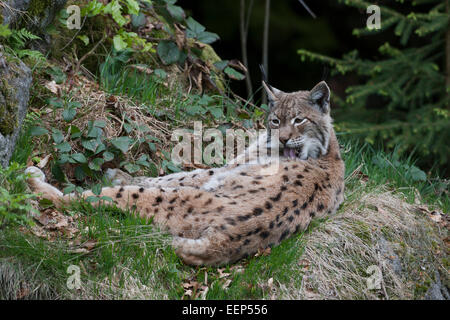 Felis Lynx lynx NP Foresta Bavarese Foto Stock