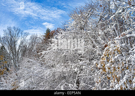 Righe di rami sfrondato ricoperta di neve dopo una tempesta di neve. Foto Stock